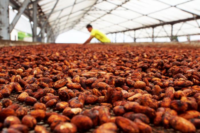 Granos de cacao durante el proceso de secado y fermentación