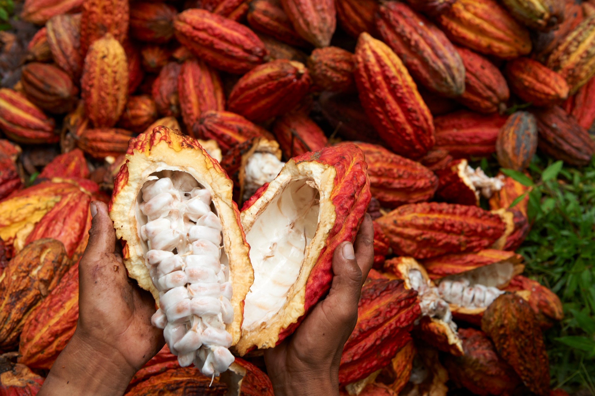 Manos sosteniendo una mazorca de cacao abierta con sus semillas