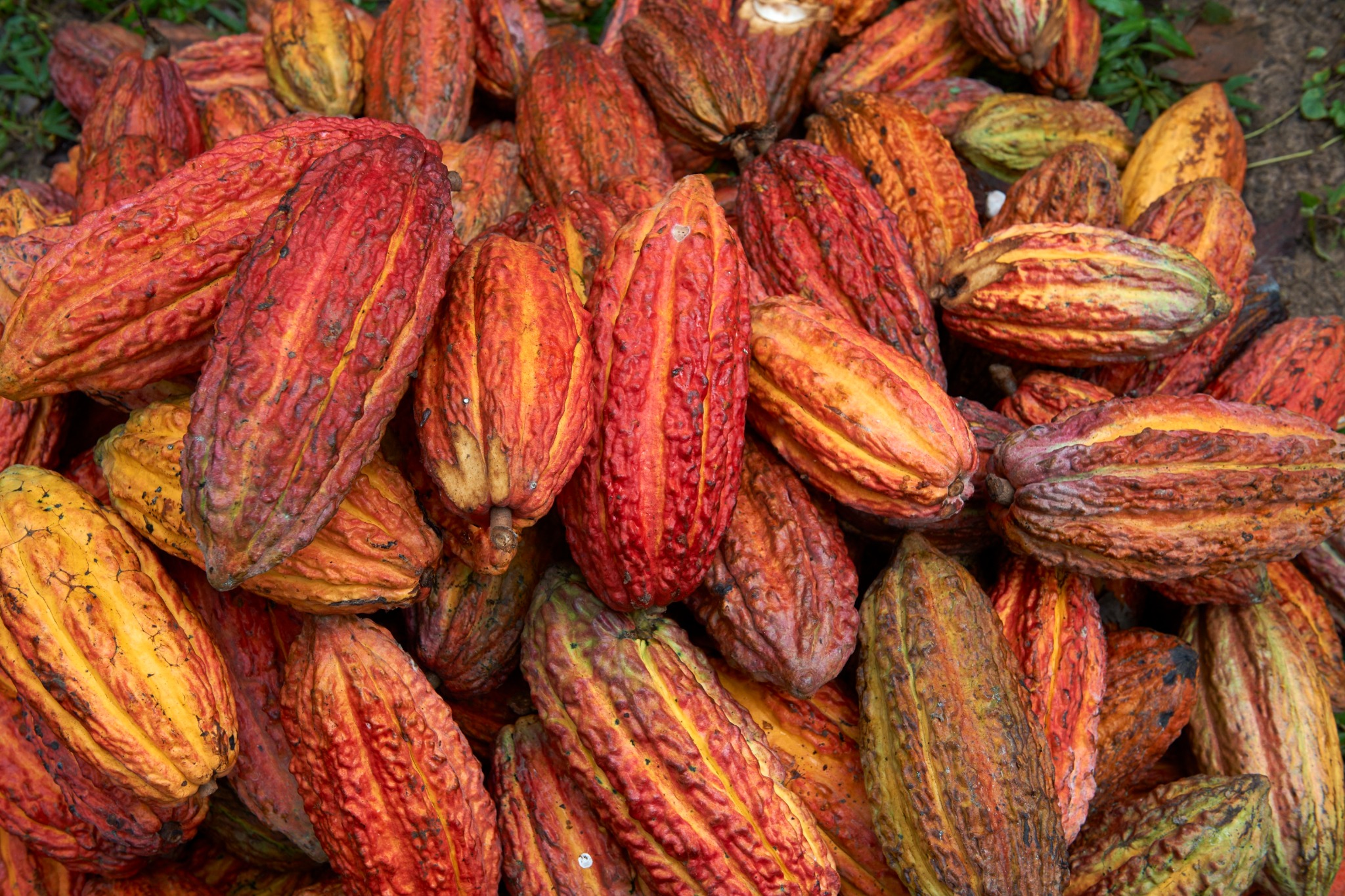 Mazorcas de cacao cosechadas en distintos tonos de maduración