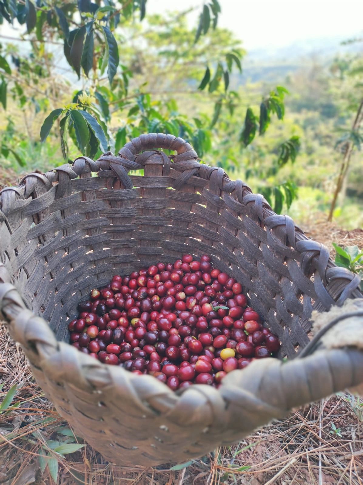 Canasta con cerezas de café recién cosechadas en la zona productora